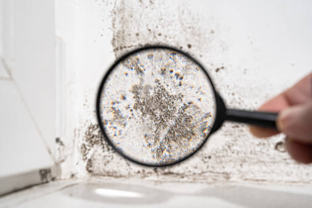 Best Commercial Mold Remediation in George, IA